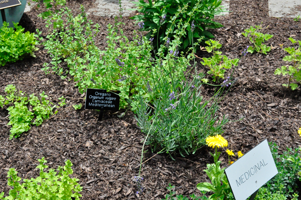 Medicinal plants - Oregano